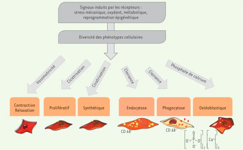 Figure 3. Plasticité des cellules musculaires lisses artérielles. Du fait de la multiplicité des fonctions de la paroi, les CML s’adaptent en modifiant  leur phénotype, souvent par des mécanismes d’ordre épigénétique.