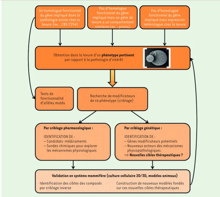 Figure 1. Vue d’ensemble de l’utilisation de la levure comme modèle de maladies humaines