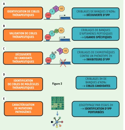 Figure 3.  Le double-hybride (2H)  et ses évolutions au service de la  recherche thérapeutique