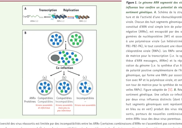 Figure 1. Le génome ARN segmenté des virus  influenza leur confère un potentiel de  réas-sortiment génétique