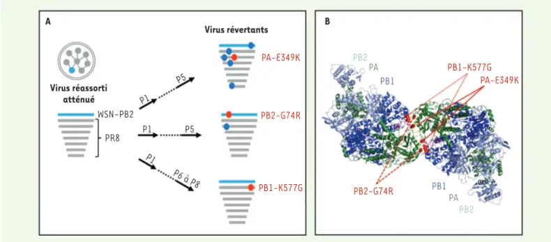 Figure 2. La capacité de réplication du virus réassorti PR8 x WSN-PB2 est déterminée par des résidus situés à l’interface d’un dimère de polymérase