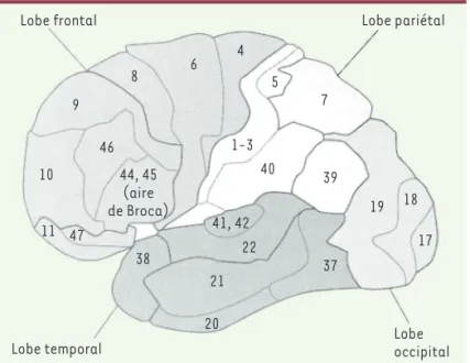 Figure 1. Schéma de la face externe de l’hémisphère cérébral gauche humain  objectivant la carte de Brodmann