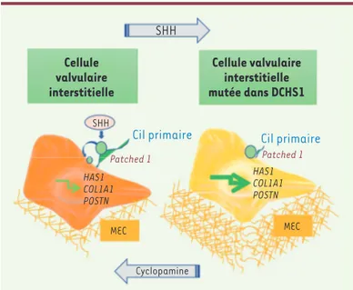 Figure 2. Mécanisme d’activation constitutive de la voie de signalisa- signalisa-tion de sonic hedgehog (SHH) et de la sécrésignalisa-tion excessive de protéines  de la matrice extracellulaire dans les cellules valvulaires mutées.