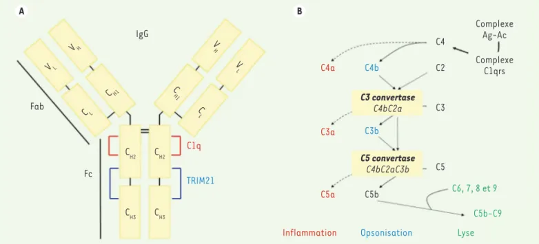 Figure 1. Domaines d’interaction des anticorps et voie classique d’activation du complément