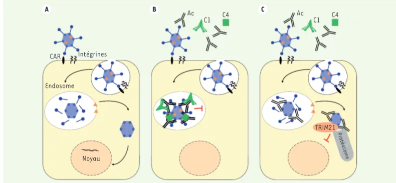 Figure 2. Mécanismes de neutralisation intracellulaire des adénovirus par les anticorps
