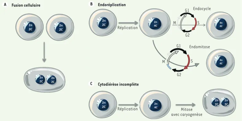 Figure 2. Différents mécanismes de polyploï disation. Les cellules polyploïdes peuvent être générées par fusion cellulaire (A) ou par modification du  cycle de division : endoréplication (B), ou cytodiérèse incomplète (C)