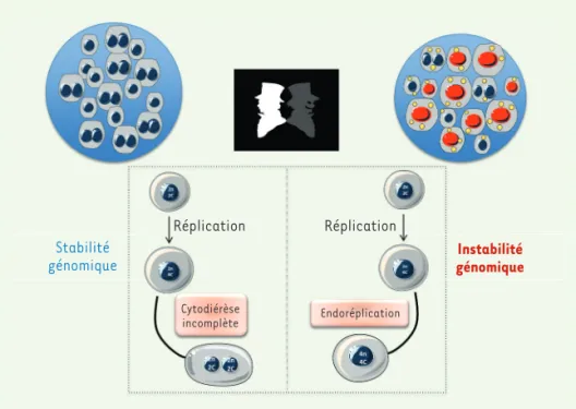 Figure 4. Polyploïde hépatique : Dr Jekyll ou  Mr Hyde. Le foie est l’un des seuls organes qui  est capable de modifier son état de ploïdie