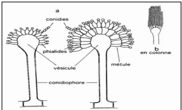 Tableau 02: Les enzymes produites par Aspergillus niger. 