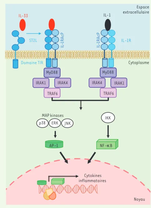 Figure 1. Voies de signalisation de l’IL-33. Le  récepteur ST2L (suppressor of tumorigenicity 2) comprend une partie extracellulaire composée de  trois domaines Ig-like, un domaine  transmembra-naire et un domaine cytoplasmique TIR  (Toll-like-interleukin 