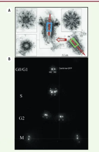 Figure 2. L’asymétrie constitutive du centrosome. A. Ultras- Ultras-tructure d’un centrosome isolé de la lignée lymphoblastique  humaine KE37, montrant une polarité constitutive (flèches  rouges), qui est également liée à la différence de génération  entre