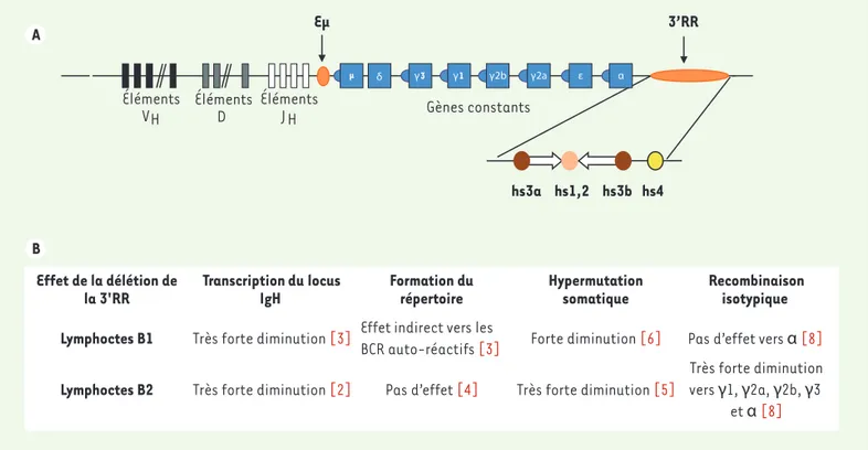 Figure 1. Lymphocytes B1-B2 et activateurs transcriptionnels du locus IgH. A. Schéma simplifié et non à l’échelle du locus des chaînes lourdes d’Ig  (IgH) (immunoglobuline H) murin