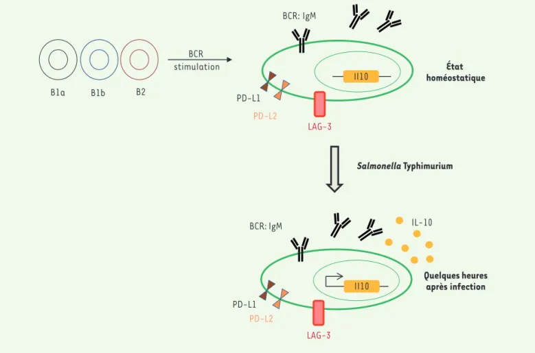 Figure 1. Schéma du développement et de l’activation des plasmocytes naturels CD19+CD138+LAG-3+ chez la souris