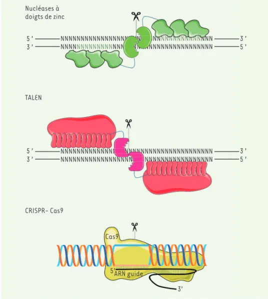 Figure 1. Édition de gènes. Les nucléases  à doigt de zinc et les TALEN sont des  pro-téines contenant un domaine enzymatique  qui clive l’ADN de manière indépendante  de la séquence nucléotidique, et plusieurs  domaines répétés de reconnaissance de  l’ADN