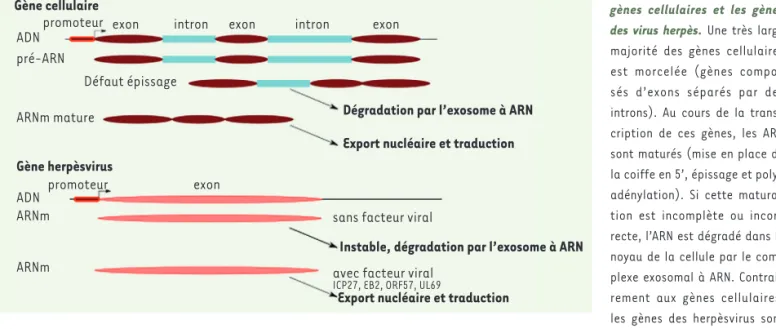 Figure 1. Différence entre les  gènes cellulaires et les gènes  des virus herpès. Une très large  majorité des gènes cellulaires  est morcelée (gènes  compo-sés d’exons séparés par des  introns)