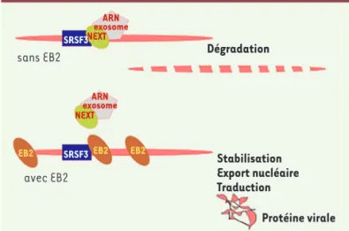 Figure 2. Rôle de la protéine EB2 d’EBV dans la stabilité, l’export  nucléaire et la traduction des protéines virales