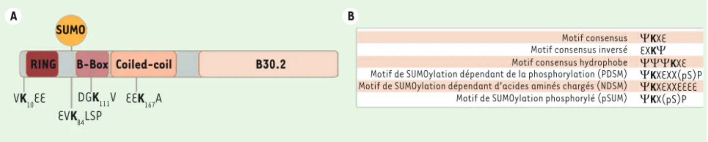 Figure 1. Identification des sites de SUMOylation dans TRIM5a. A. Représentation schématique de la protéine TRIM5α