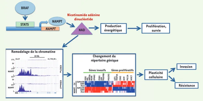 Figure 1.  Régulation et implication de la voie de la nicotinamide dans les cellules de mélanome