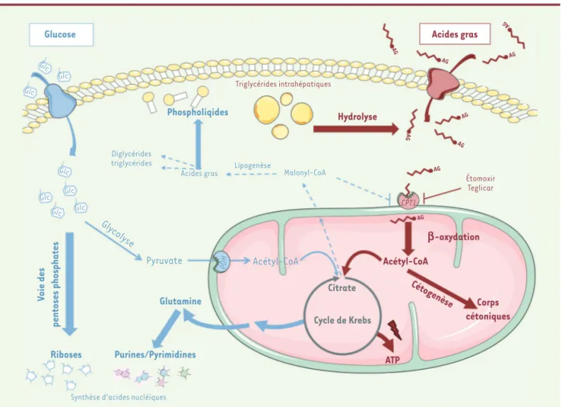 Figure 1. Reprogrammation métabolique des hépatocarcinomes exprimant la b-caténine activée