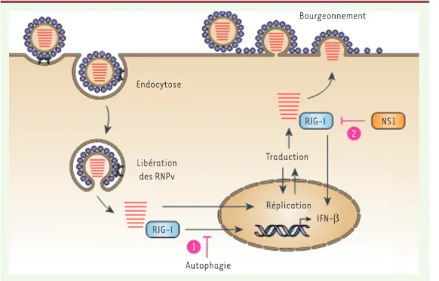 Figure 2. Modèle des  mécanismes précoce et  tardif de limitation de  la détection des virus  influenza A (VIA) par  RIG-I dans la cellule  infec-tée durant le cycle viral