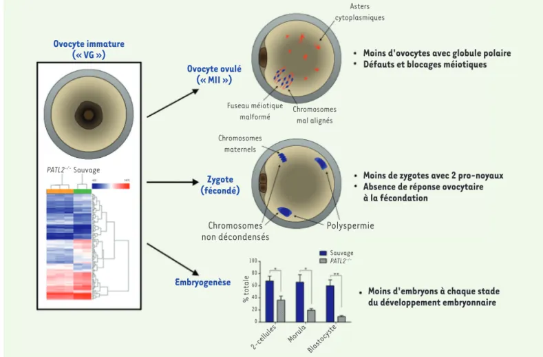 Figure 2. La dérégulation du transcriptome des ovocytes VG de souris PATL2 -/-  et ses conséquences morphologiques et développementales