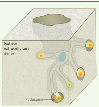 Figure 2. Les podosomes permettent aux macrophages de creu- creu-ser des tunnels dans la matrice pour infiltrer les tissus