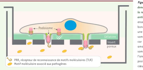 Figure 3.  Les podosomes des cellules  dendritiques immatures participent à  la reconnaissance et au traitement des  antigènes