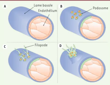 Figure 4. Les podosomes des cellules endothéliales digèrent localement la lame  basale lors de l’angiogenèse