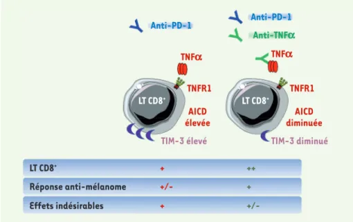 Figure 1.  Les anti-TNFa augmentent la réponse des anti-PD-1 contre le mélanome. Le TNFα  (tumor necrosis factor a) est produit par les lymphocytes T CD8 +  (LT CD8 + ) qui infiltrent les  tumeurs de mélanome