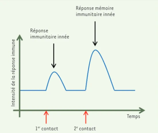 Figure 1. La mémoire immunitaire innée. Illustration représentant l’augmenta- l’augmenta-tion de l’intensité de la réponse immune à la suite d’un premier, puis un second,  contact avec un microbe induisant une réponse immune