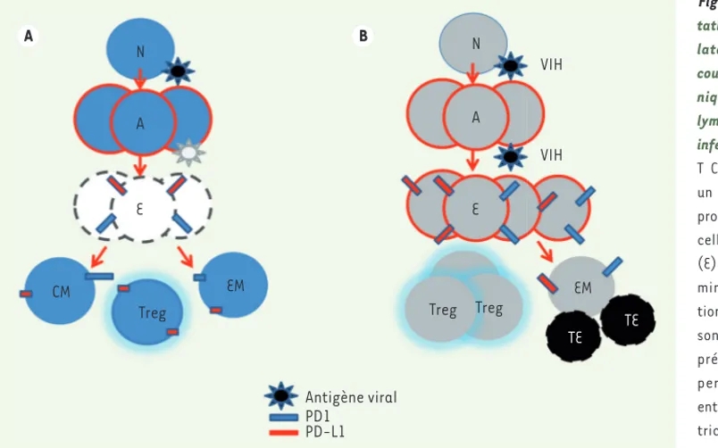Figure 1.  La fonction homéos- homéos-tatique des lymphocytes T  régu-lateurs (Treg) est modifiée au  cours de l’infection virale  chro-nique