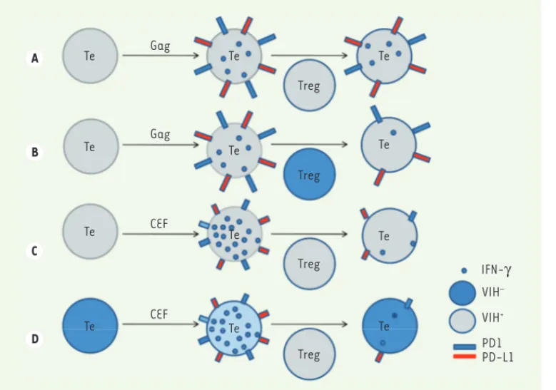 Figure 2. Le défaut de la réponse  lymphocytaire T CD8+ spécifique  du VIH au cours de l’infection  chronique résulte de l’altération  de la fonction des lymphocytes T  régulateurs (Treg) et d’une  dimi-nution de la fonctionnalité des  cellules T effectric