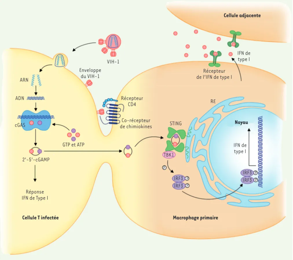 Figure 1. Propagation de messagers cGAMP entre les cellules infectées et les macrophages