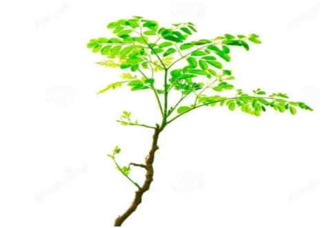 Figure I. 6: Les branches de Moringa Oleifera [21]. 