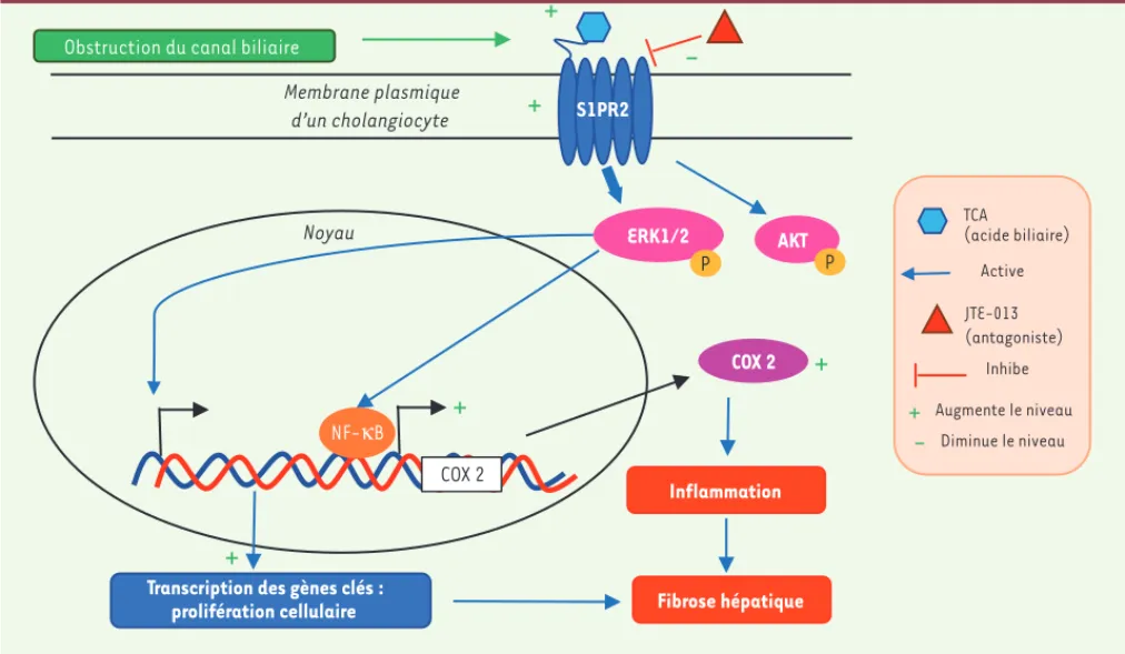 Figure 1. Le rôle du récepteur S1PR2 dans l’inflammation et la fibrose induites par la cholestase