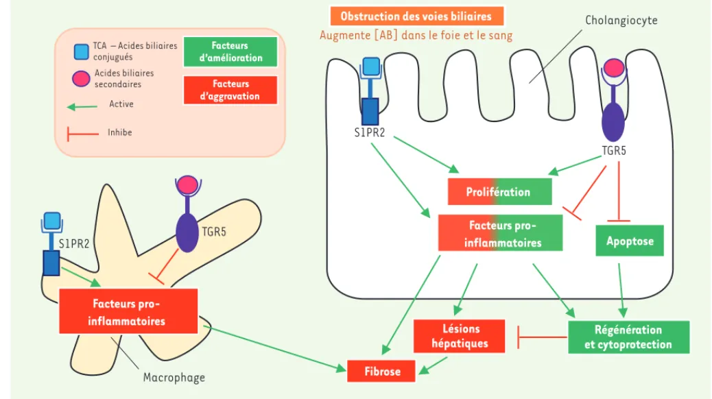 Figure 2. Effets opposés des récepteurs des acides biliaires (AB) en conditions cholestatiques : entre régénération et fibrose hépatiques