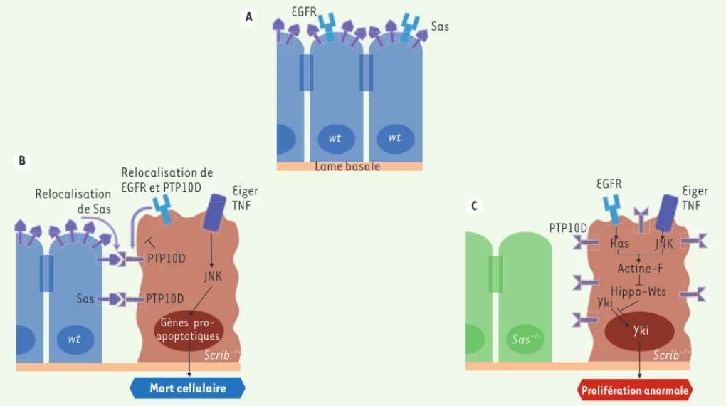 Figure 1. Mécanisme d’élimination par compétition cellulaire de cellules oncogéniques par les cellules sauvages voisines
