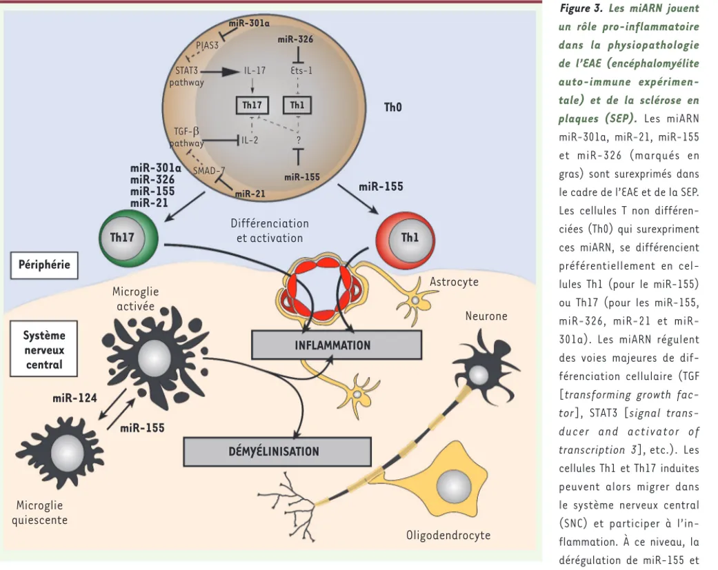 Figure 3.  Les miARN jouent  un rôle pro-inflammatoire  dans la physiopathologie  de l’EAE (encéphalomyélite  auto-immune  expérimen-tale) et de la sclérose en  plaques (SEP)