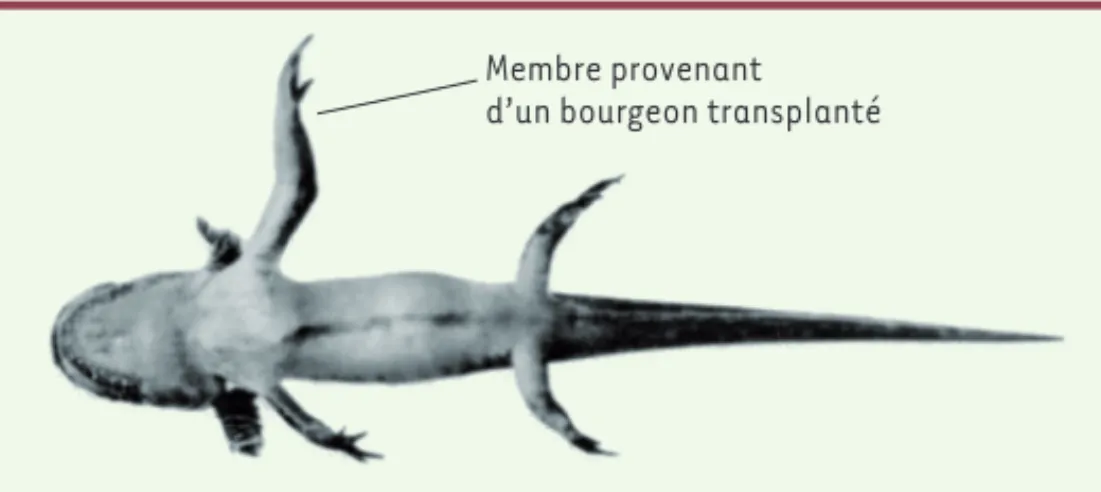 Figure 1.  La taille des membres est génétiquement programmée chez la sala- sala-mandre