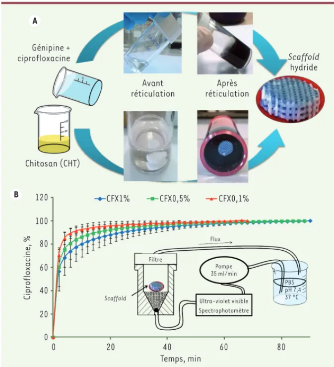 Figure 2.  A. Principe de l’incorporation de l’hydrogel de chitosan (CHT) dans la pièce macro- macro-poreuse en hydroxyapatite (10 mm, épaisseur 3 mm) à 40 °C pendant 72 heures