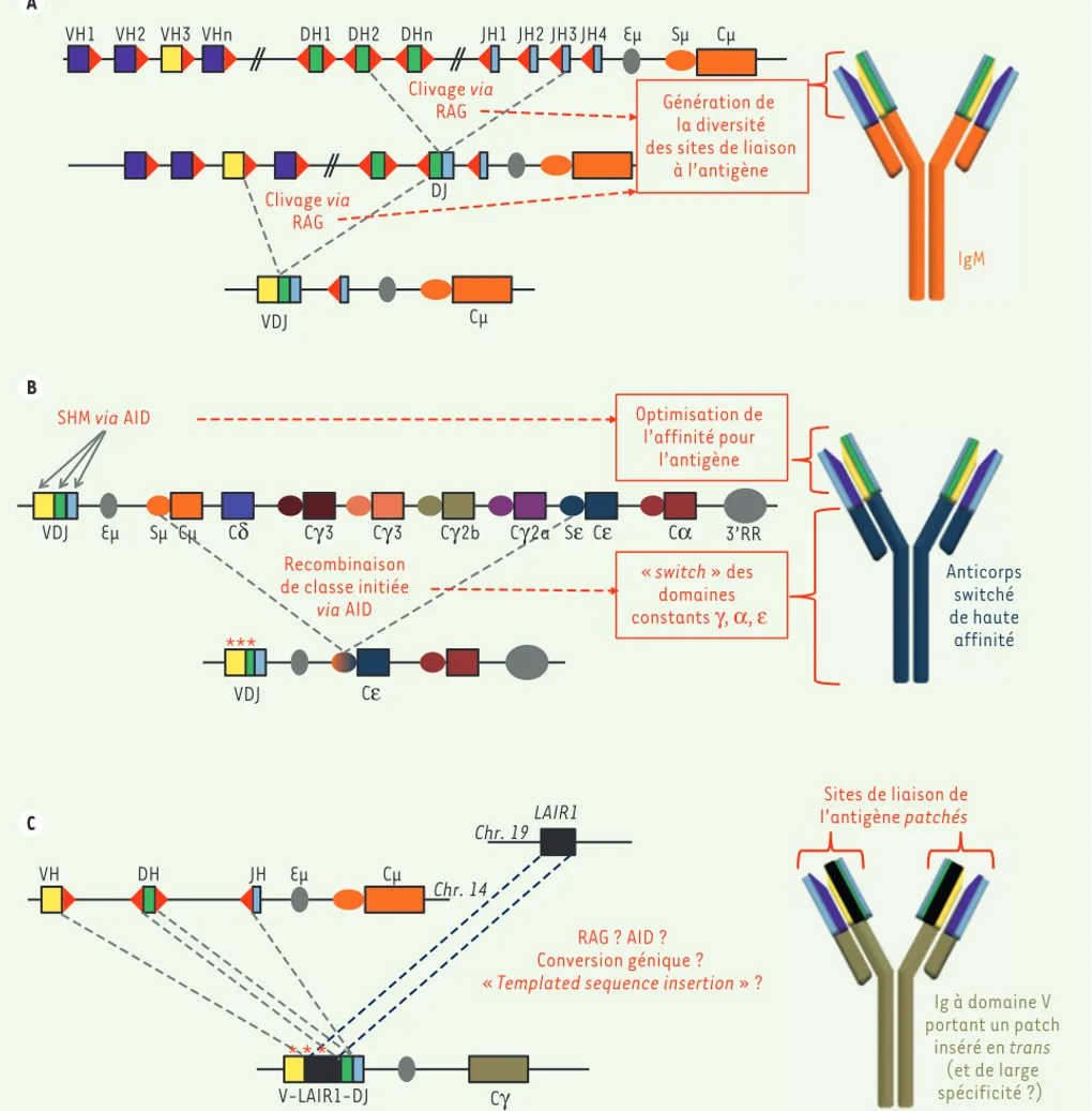 Figure 1. Mécanique des remaniements des gènes d’immunoglobulines. A. Génération initiale de la diversité des immunoglobulines (Ig) par RAG  (recombination activating gene) et recombinaison VDJ au sein du locus des chaînes lourdes d’Ig (IgH)
