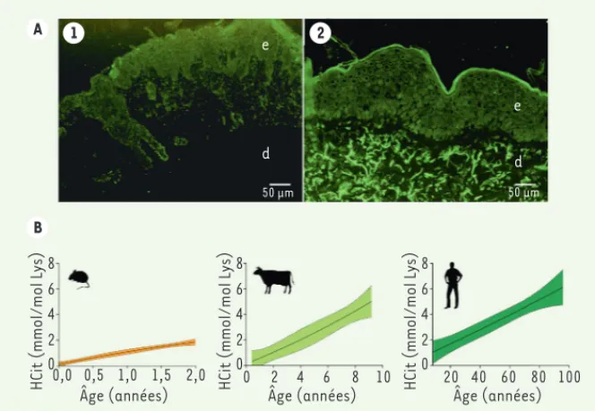 Figure 2. Accumulation des produits de carbamylation tissulaires au cours du vieillissement