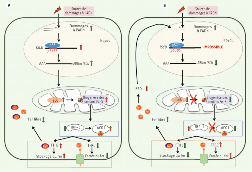 Figure 1. Régulation de la concentration en fer libre intracellulaire par p53. A. Dans une cellule normale, p53 s’accumule lors de dommages à l’ADN,  et active notamment la transcription de ISCU
