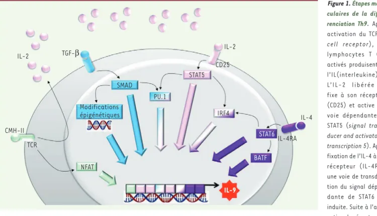 Figure 1. Étapes molé- molé-culaires de la  diffé-renciation Th9.  Après  activation du TCR (T  cell receptor), les  lymphocytes T CD4  activés produisent de  l’IL(interleukine)-2