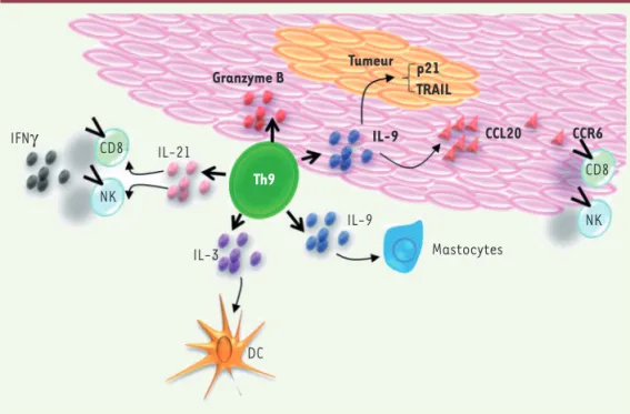 Figure 2. Rôle antitumoral des Th9 dans le cancer. Différentes activités antitumorales des Th9 ont été  décrites