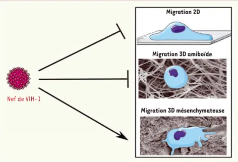 Figure 1. Effet du VIH-1 sur la migration des macrophages. L’infection des macrophages par le  VIH-1 inhibe la migration 2D et la migration 3D amiboïde (dans des matrices poreuses), et elle  augmente la migration 3D mésenchymateuse (dans des matrices dense