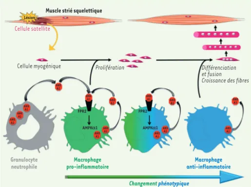 Figure 1. Modèle pour l’action de l’annexine A1  au cours de la régénération du muscle strié  sque-lettique