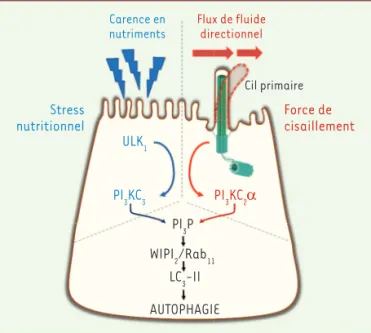 Figure 1.  Mobilisation des lipide-kinases PI3KC3 ou PI3KC2 a  selon le  type de stress cellulaire