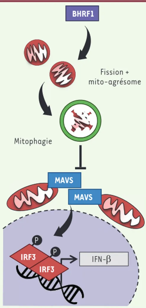 Figure 3.  La mitophagie induite par BHRF1  est à l’origine de l’inhibition de la réponse  interféron