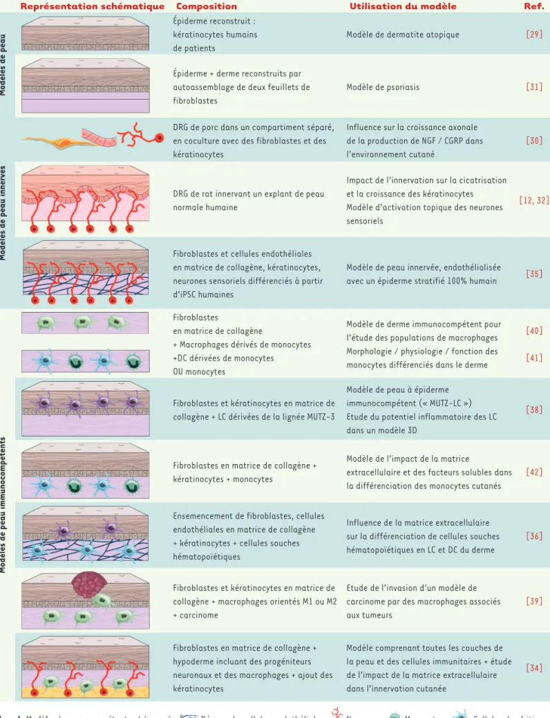 Tableau I. Modèles immunocompétents et innervés.   Réseau de cellules endothéliales ;  Neurones ;  Monocytes ;   Cellules dendritiques  (DC) ;   Cellules de Langerhans (LC)  ;   Kératinocytes ;   Macrophages ;   Fibroblastes.