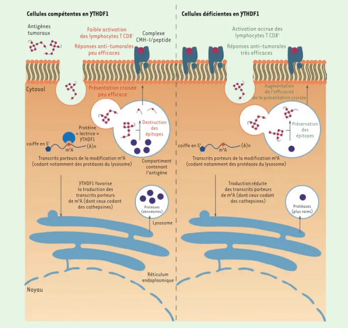 Figure 3. La lecture de la modification m 6 A des ARNm par YTHDF1 module l’efficacité de la présentation antigénique croisée et des réponses anti- anti-tumorales